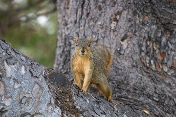 squirrel with fluffy tail on tree branch