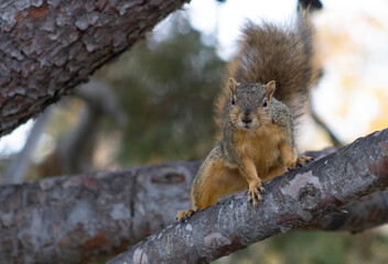 squirrel with fluffy tail on tree branch
