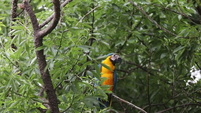 Wild tropical Brazilian Blue and Yellow Macaw. Blue and Yellow Macaw (Ara ararauna) in high quality 4k video.