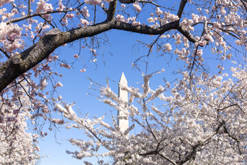 Cherry blossom in Washington, DC