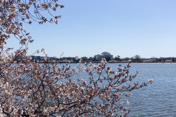Cherry blossom in Washington DC