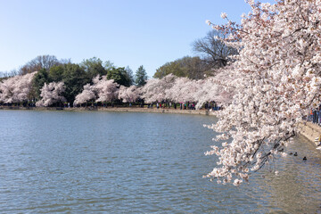 Cherry blossom in Washington DC