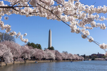 Cherry blossom in Washington DC