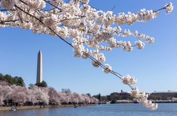 Cherry blossom in Washington DC