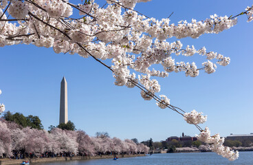 Cherry blossom in Washington DC