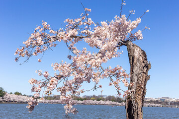 A blooming tree