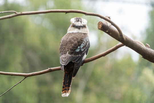 Kookaburra