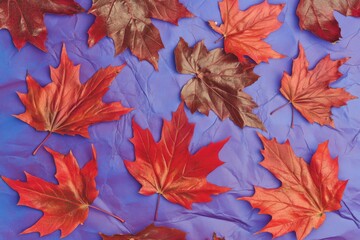 Fototapeta premium Artistic background of red maple leaves on purple paper, creating a vibrant contrast.