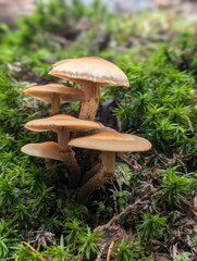 mushroom in the forest