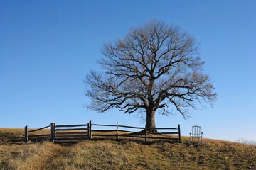 A lone oak tree stands tall on a grassy hill with a wooden fence and a rocking chair. The tree is bare, the sky is blue, and the day is sunny.