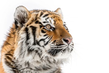 Mystic portrait of baby Siberian Tiger in studio, copy space on right side, Headshot, Close-up View, isolated on white background