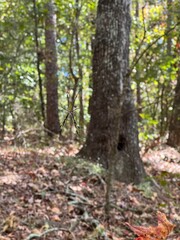 spider in the forest