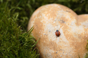 Red Ladybug with Black Dots on Green Grass with a Decorated Vintage Heart