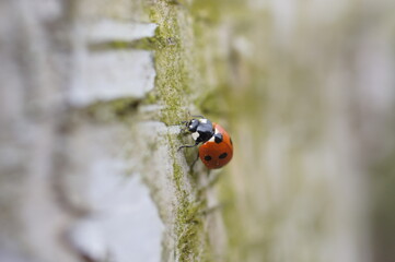 Close-up Shot of a Red Ladybug with Black Dots on Natural Surface
