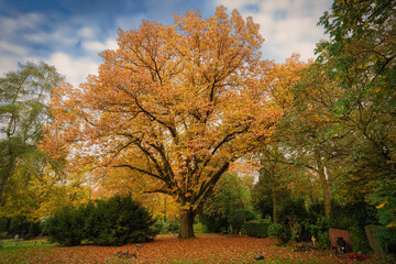 Fototapeta premium an old oak tree in magnificent fall foliage in a cemetery