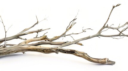 Dry tree branches isolated on white background - a stark and delicate sight. This image presents dry tree branches standing out against a pure white backdrop