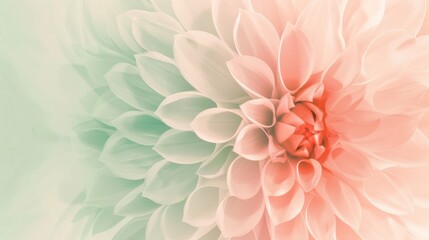 Fototapeta premium Delicate Flower Petals