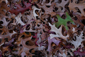 Fallen Oak tree leaves