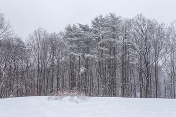 A winter forest