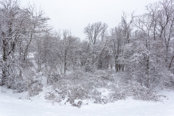 A winter forest