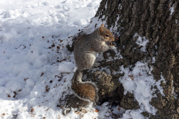 A squirrel in winter