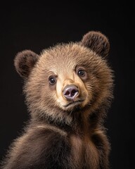 Obraz premium the baby Grizzly Bear, portrait view, white copy space on right, Isolated on black Background