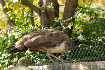 A female peacock walks gracefully along a wooden fence surrounded by lush green foliage in an outdoor setting during daylight hours