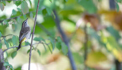 Closeup of a palm warbler perched on a branch.