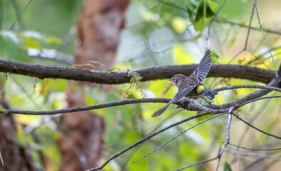 Yellow-rumped warbler takes off from a tree branch.