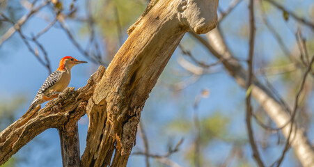 Closeup of a red-bellied woodpecker perched in a dead tree.