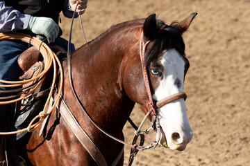 portrait of a horse