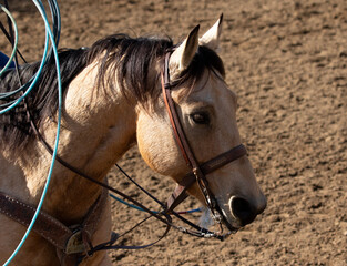 portrait of a horse