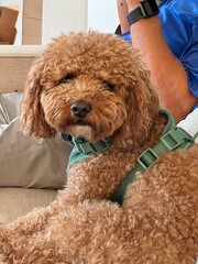 Doodle dog looking sad