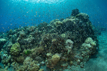 Obraz premium Hordes of fish swim over a healthy coral reef near a remote island in the Lesser Sunda Islands of Indonesia. This region is part of the Coral Triangle and harbors spectacular marine biodiversity.