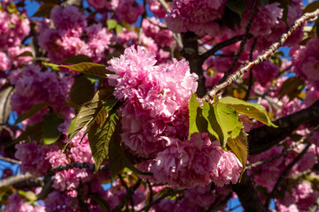 A blooming  tree in spring 