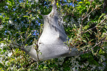 A caterpillar web on the tree