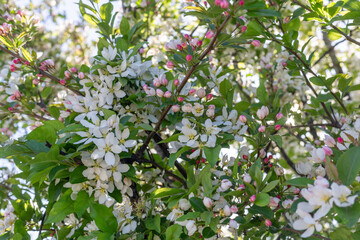 A blooming cherry  tree