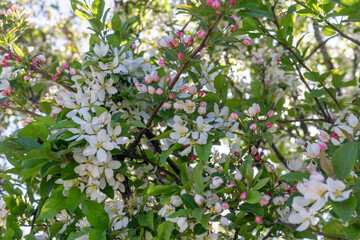 A cherry tree blossoming in a park