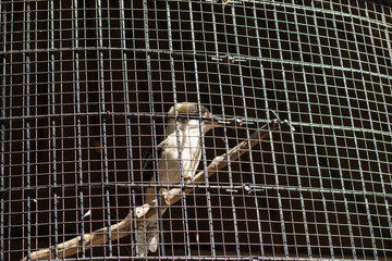 A bird perched on a branch inside a wire enclosure during daylight hours near a natural habitat