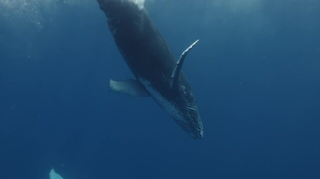 Fantastic closeup Humpback whale gently dancing in blue water close to surface, light shimmering. Big whale exploring underwater, circling on ocean. Concept of natural habitat and wildlife of Tonga
