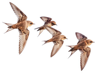 PNG Flock of 4 swifts flying birds swallows.