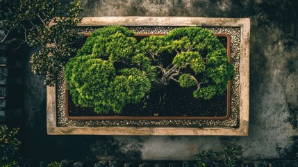 Lush Bonsai Tree in Contemporary Planter