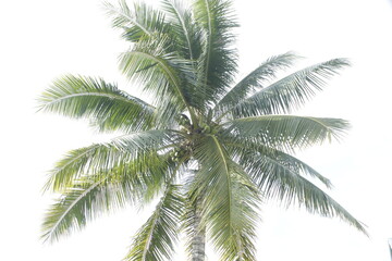 palm tree isolated on white
