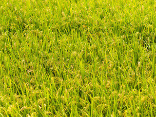 実りを付けた稲