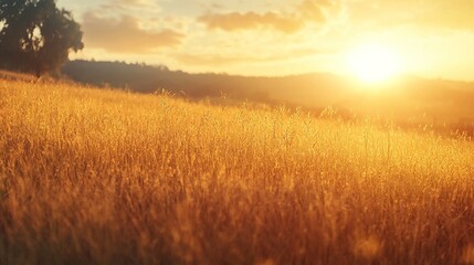 Golden Fields Under a Vibrant Sunset