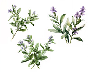 Isolated natural sage plant illustration using watercolor Closeup isolated sage plant illustration