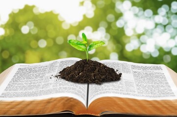 Green seed growing in soil on open Bible Book