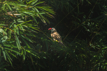 a Yellow-vented Bulbul savoring a juicy red berry.