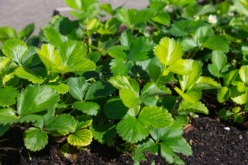 A close-up view of healthy green strawberry plants thriving in a garden. The leaves are vibrant, reflecting sunlight, and the soil appears rich, emphasizing the vitality and natural beauty of the plan