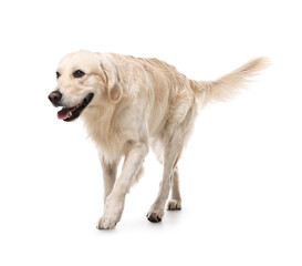 Cute Golden Retriever dog on white background
